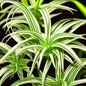 Spider Plant Chlorophytum Comosum