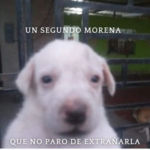 Que No Paro de Extrañarla.