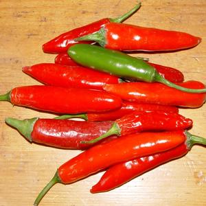 Csípős paprika