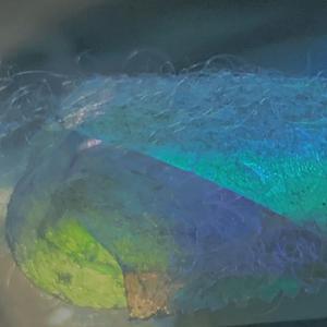 The moon is hidden in my tree