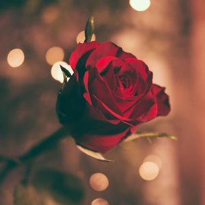 For Her II