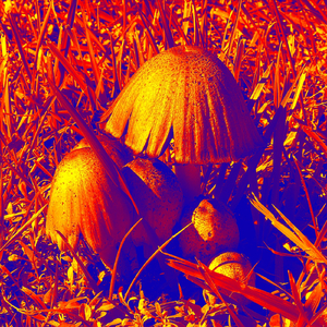Fungi