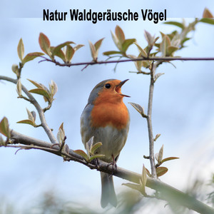 Natur Waldgeräusche Vögel (Vogelgezwitscher Naturgeräusche zum Entspannen) [Loop]