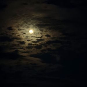 蝴蝶在花朵间的春日冥想