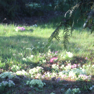 春分时清醒梦（Lucid Dreams in Spring)