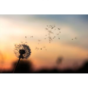 바람에 실어 보낸다