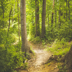 생명의 나무 (자연)