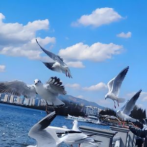 来昆明海埂大坝海鸥