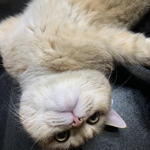 生日快乐凯凯先生