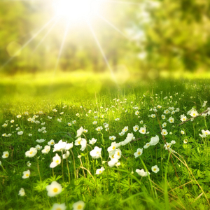 ASMR A bird song in the forest for helping feel better