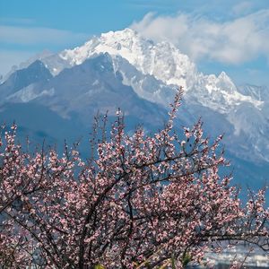 望雪相思念梅花（prod.by Morrow）