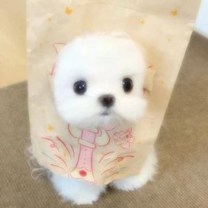 对了，姐姐我能摸摸你嘛 ？