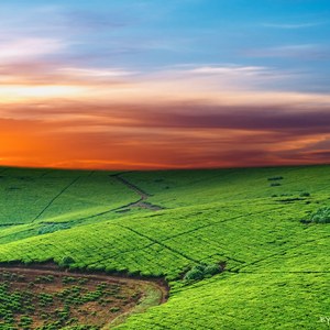 嫂子（Cover 张尕怂）