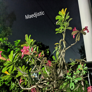 (SSM) Sungguh Sangat Mencintaimu