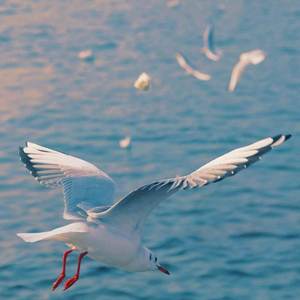 Still with You (翻自 Jung Kook）（翻自 Jung Kook）