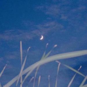 白月光与朱砂痣