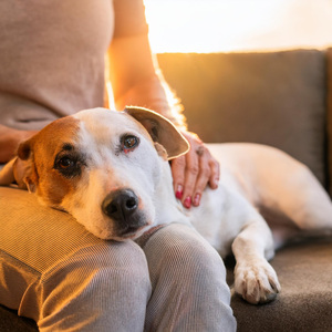 Sonidos Orquestales Relajantes Para Mascotas