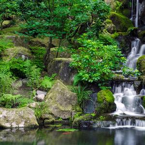 清早起来去拾粪