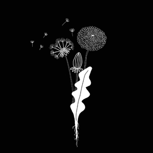 dandelion