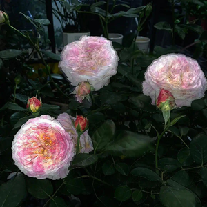 xxxmiracle-浪漫小情歌