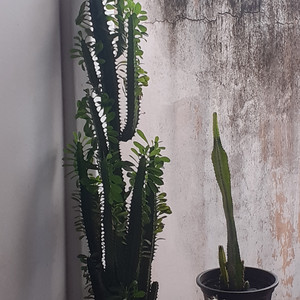 A Cançao e Minha Namorada