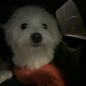 在深秋（翻自 歪歪）