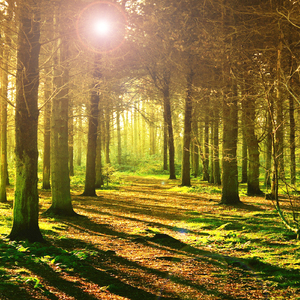 피톤치드를 담은 맑고 고운 멜로디 (감성 테라피)