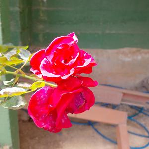 Construindo a destruição