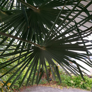 Palmen Pop (Original Mix)