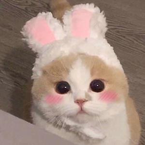 殉情的抹香鲸 (温柔女生版)