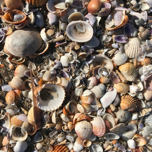 Un Rubacuori Anni '50