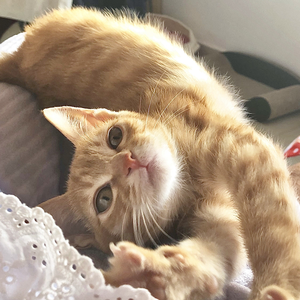 安和桥（Cover 宋冬野）