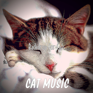 Exciting Moods for Cats