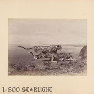 Starlight (1-800 GIRLS Remix)