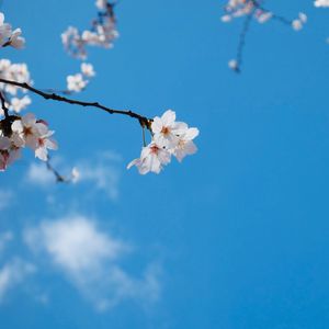 Guitar-SakuraNagashi 桜流し