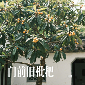 门前旧枇杷
