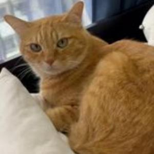 猫叫