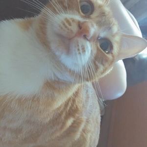 虎口脱险（cover 老狼）