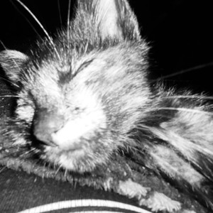 perdón mi amor ….