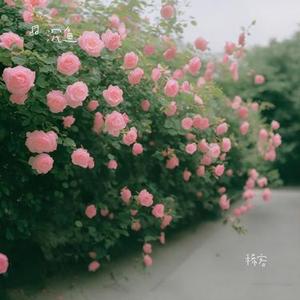 稀客 (Cover 赵十三)