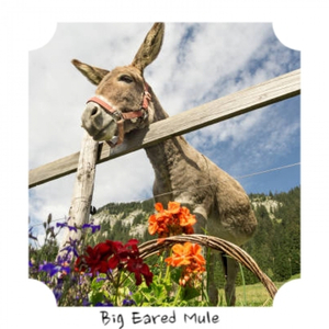 I've Got Just the Thing for You