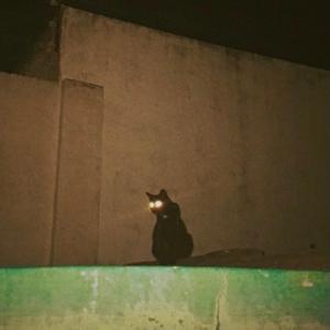 little kitty on a roof