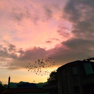 樱花樱花想见你