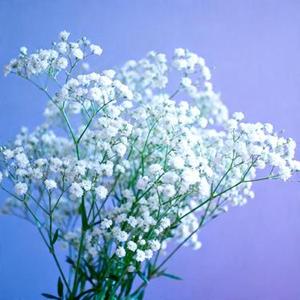 多想留在你身边 (Cover 刘增瞳)