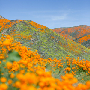 Superbloom