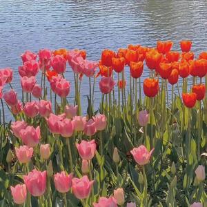 一棵会开花的树