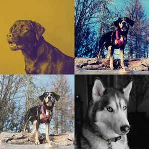 诗意的狗独自在家节奏