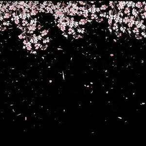 枫