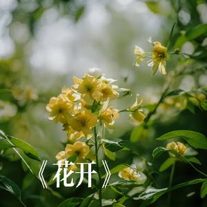 《守候花开的时光》