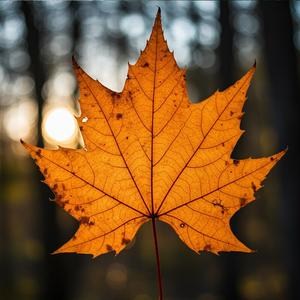 Amber Leaves